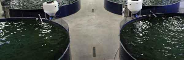 Стеклянные эмалированные стальные резервуары / резервуар для хранения воды объемом 30000 галлонов 0